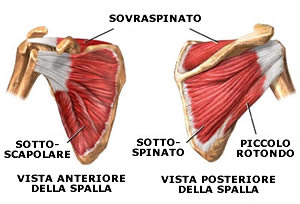 Cuffia rotatori