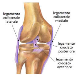 Legamenti del ginocchio