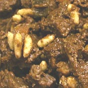Maiale in dolceforte