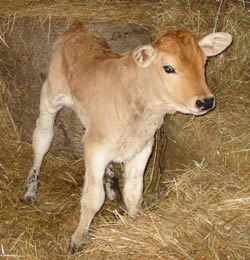 Spezzatino di vitello