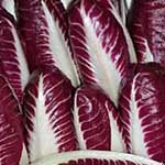 Radicchio precoce