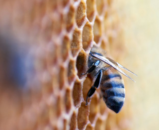 Cooking with honey