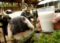 Pastorizzare latte