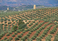Scelta dell'olio extravergine