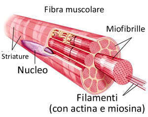 Fibre muscolari